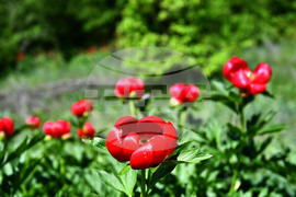 Село Божурово - божури