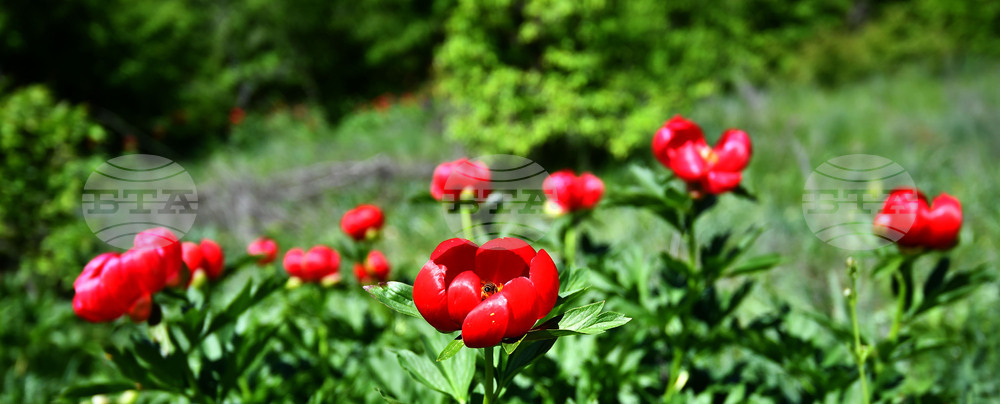 Село Божурово - божури