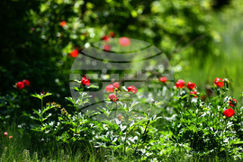 Село Божурово - божури