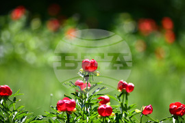 Село Божурово - божури