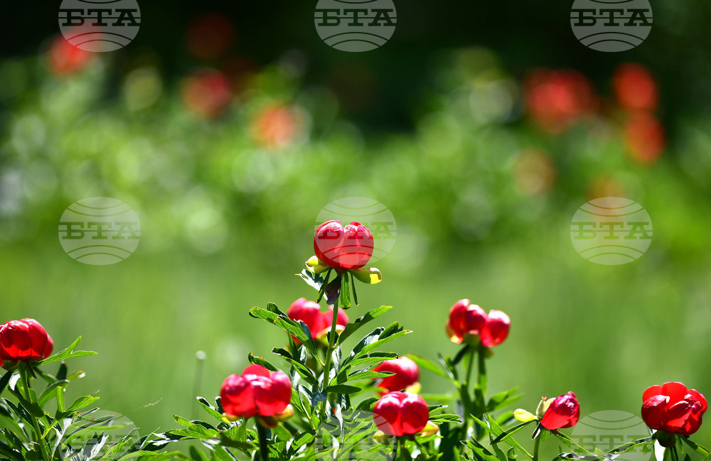 Глоба от 13 хиляди евро може да бъде наложена за откъснат божур в Турция