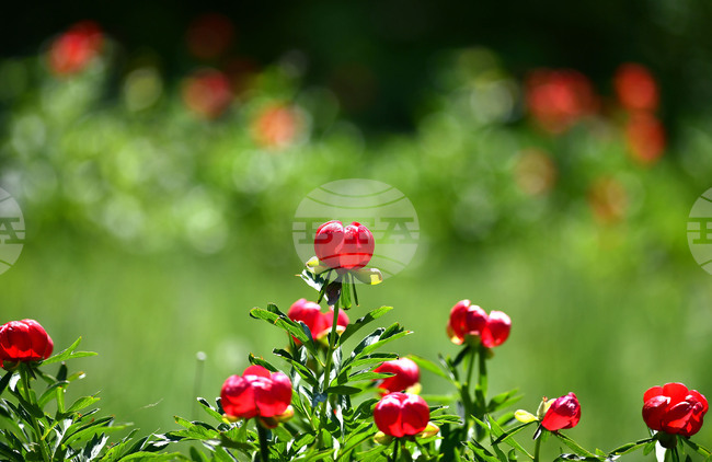 Глоба от 13 хиляди евро може да бъде наложена за откъснат божур в Турция