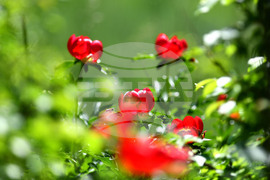 Село Божурово - божури