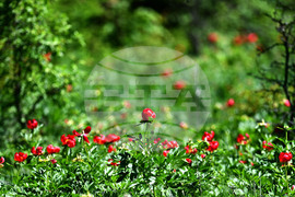 Село Божурово - божури