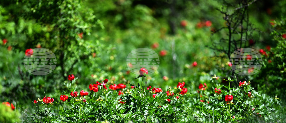 Село Божурово - божури