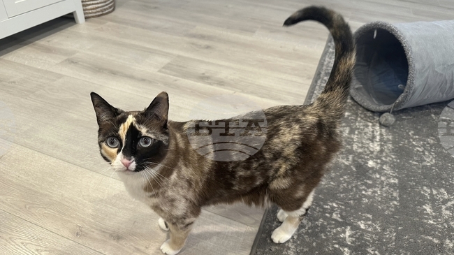 Котка в Германия попадна в колет след дрямка в кутия