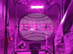 ГДБОП задържа двама мъже за наркотици, оръжие и боеприпаси