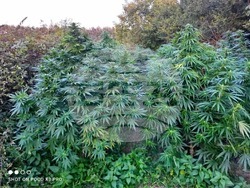 ГДБОП задържа двама мъже за наркотици, оръжие и боеприпаси