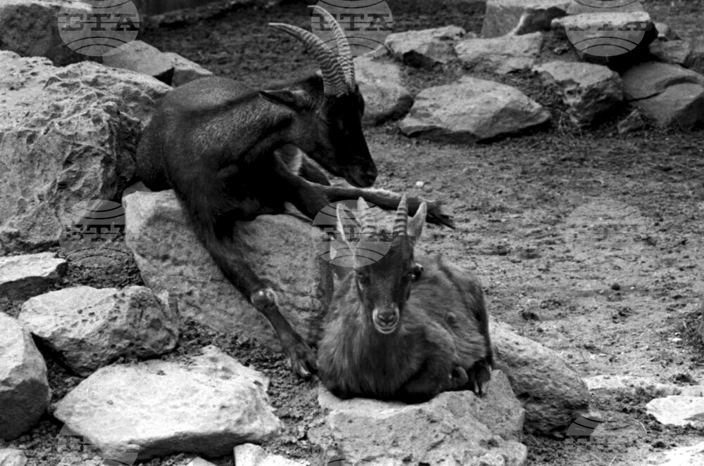 Разходка в Зоологическата градина в София през 1958 г.
