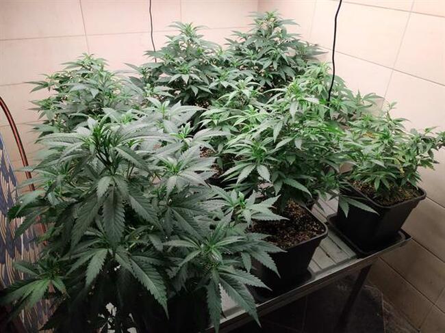 Високотехнологично оборудвана оранжерия за отглеждане на марихуана е открита в къща във Варна