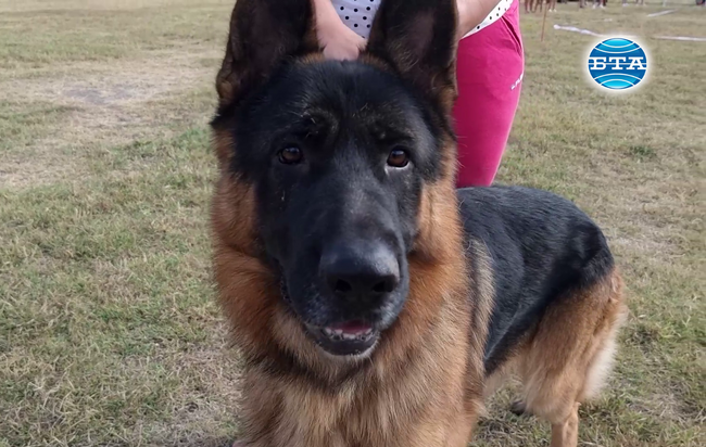 Специализирана киноложка изложба на немски овчарки се провежда в Хасково