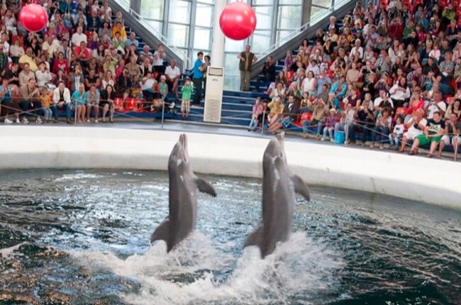 Делфинариумът във Варна кани малките зрители на четири безплатни представления в Деня на детето