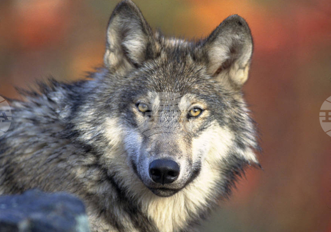 Вълк ухапа жена в търговски район на Хамбург