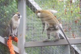 Разград - зоокът - нови обитатели 