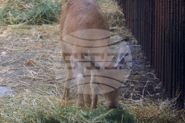 Разград - зоокът - нови обитатели