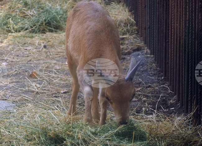 Разград - зоокът - нови обитатели
