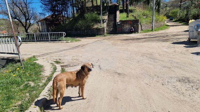 Над 1900 безстопанствени кучета са обработени в Сливен за пет години