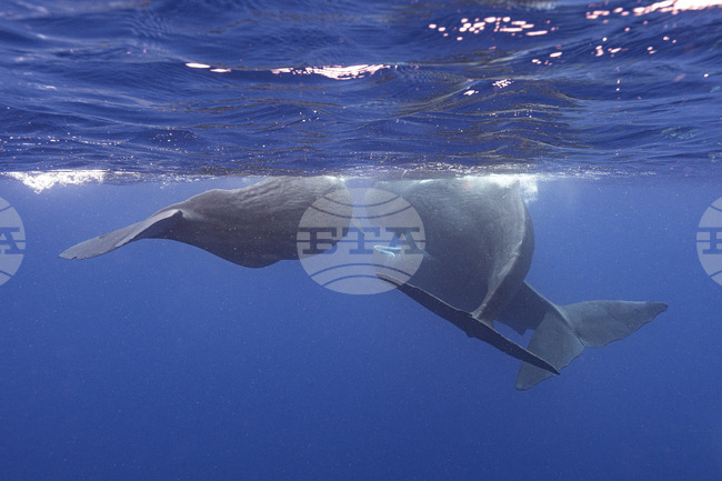 Учени наблюдаваха как женски кашалоти си сътрудничат при раждане, за да защитят малкото