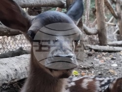 Снимка: Община Добрич - Роди се еленче в Центъра за защита на природата и животните