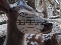 Снимка: Община Добрич - Роди се еленче в Центъра за защита на природата и животните