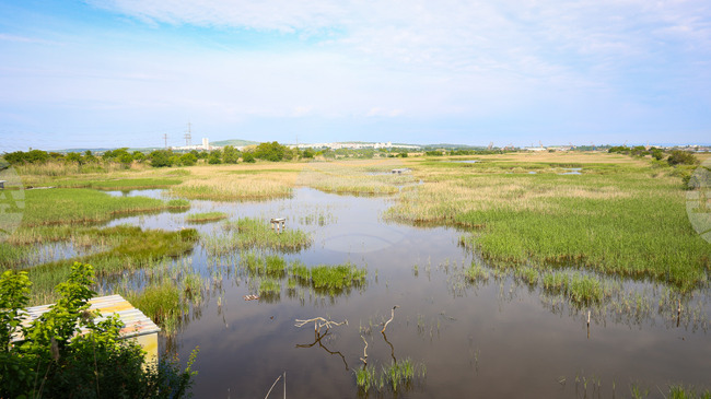 Европейското законодателство ни помага да постигнем чиста природа и ресурси, каза за БТА Ирина Матеева от Дружеството за защита на птиците