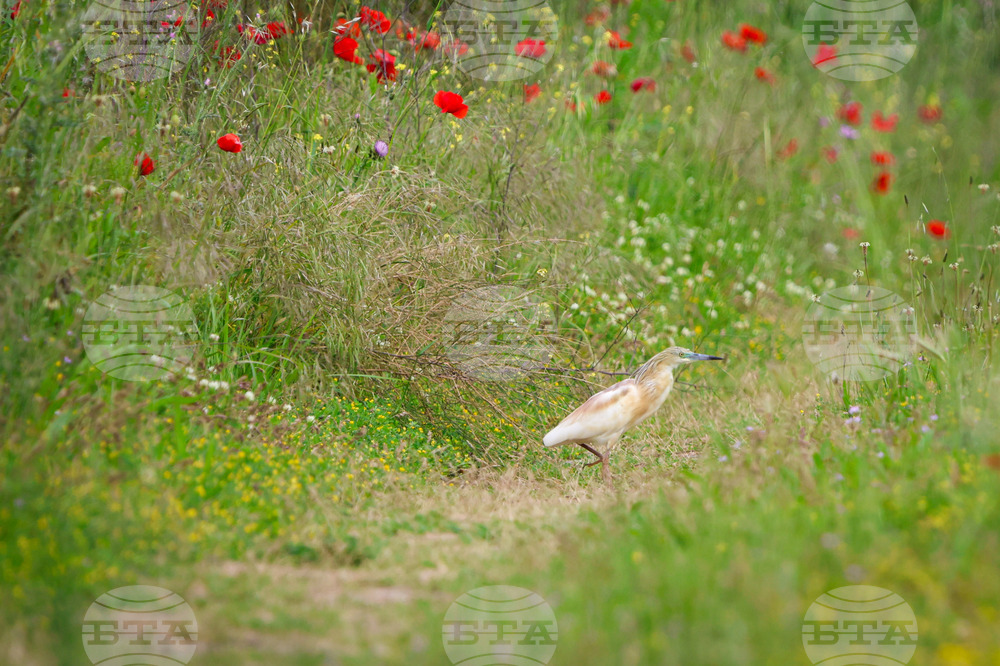 July 9, 2001: Kalimok-Brushlen Becomes Bulgaria's Biggest Protected Area as Habitat of over 200 Bird Species