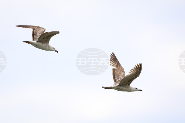 Бургас - Природозащитен център “Пода”