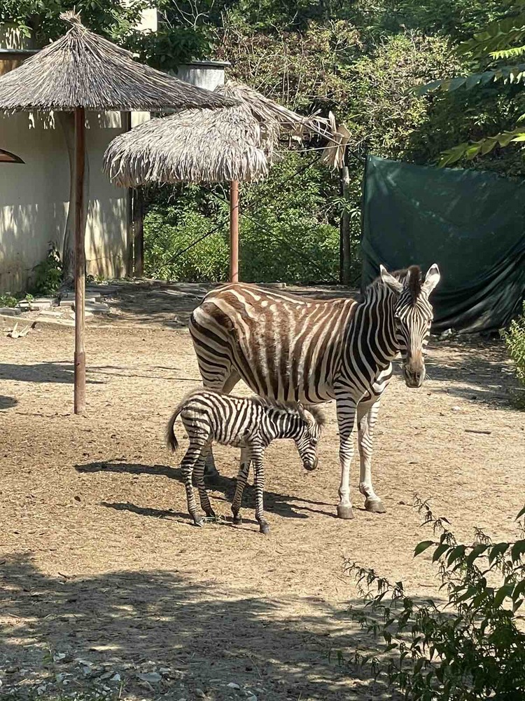 BTA :: Zebra Foal Born in Sofia Zoo for First Time in 30 Years
