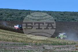 Разград - маслодаен слънчоглед - прибиране