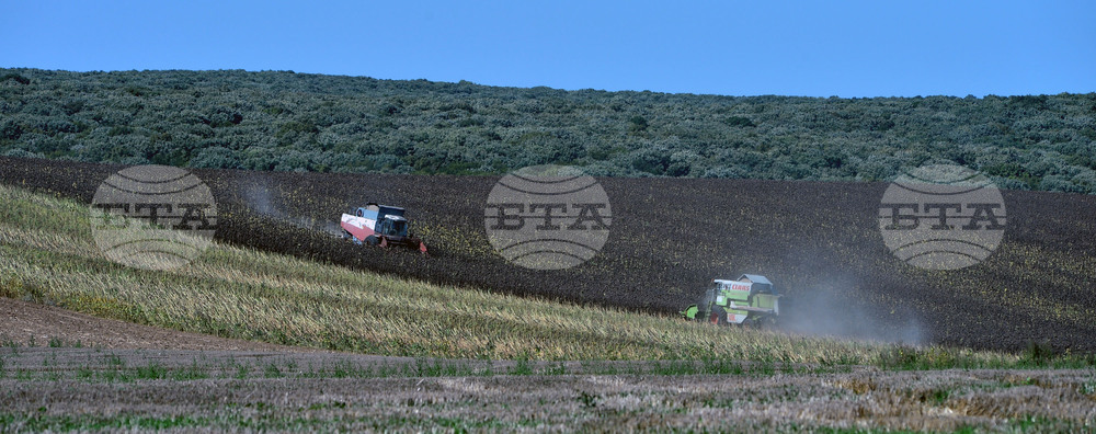 Разград - маслодаен слънчоглед - прибиране