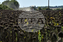 Разград - маслодаен слънчоглед - прибиране