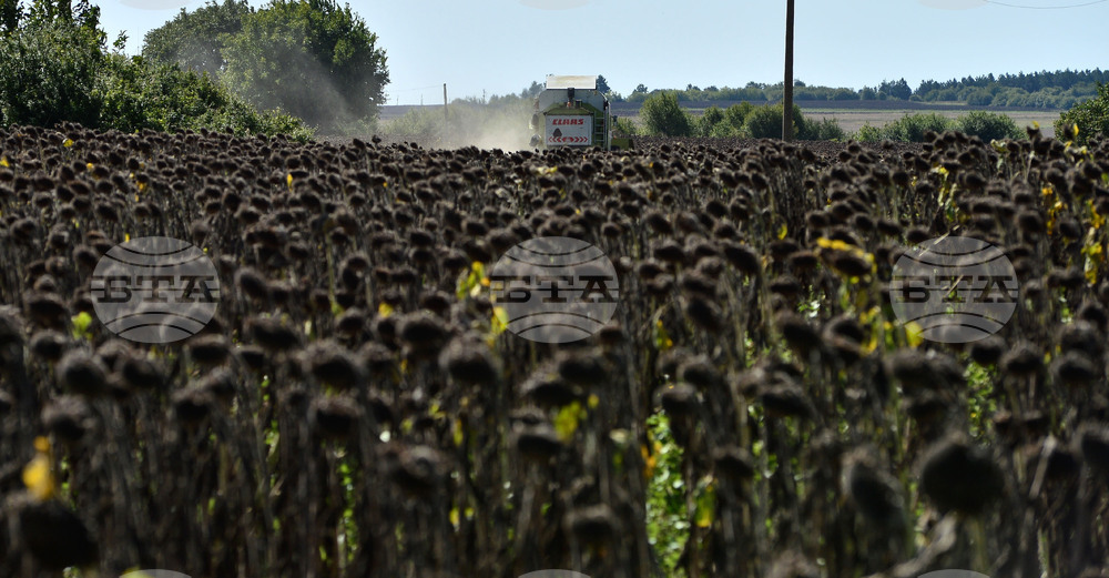 Разград - маслодаен слънчоглед - прибиране