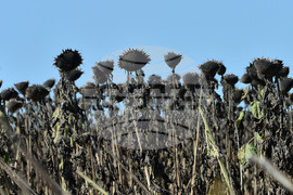 Разград - маслодаен слънчоглед - прибиране