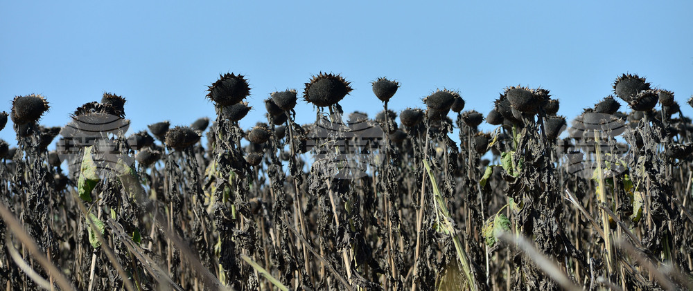 Разград - маслодаен слънчоглед - прибиране
