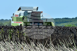 Разград - маслодаен слънчоглед - прибиране