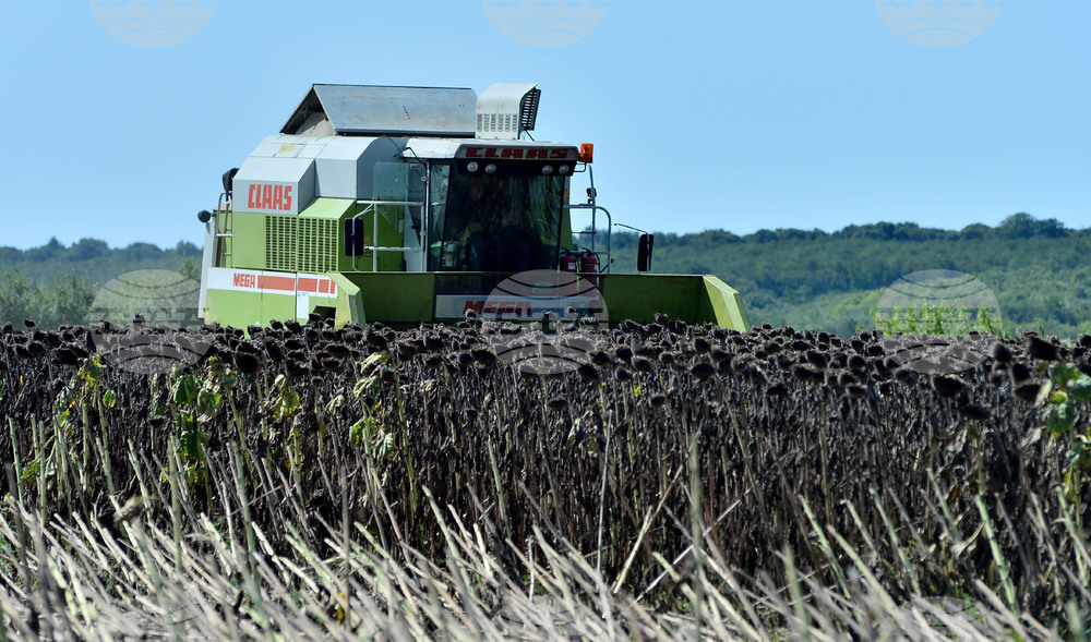 Разград - маслодаен слънчоглед - прибиране