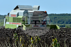 Разград - маслодаен слънчоглед - прибиране