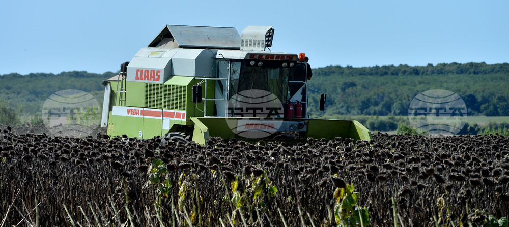 Разград - маслодаен слънчоглед - прибиране