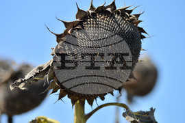 Разград - маслодаен слънчоглед - прибиране