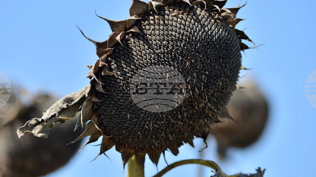 Продължава последващият официален контрол върху пратката слънчоглед с произход Аржентина, съобщават от БАБХ