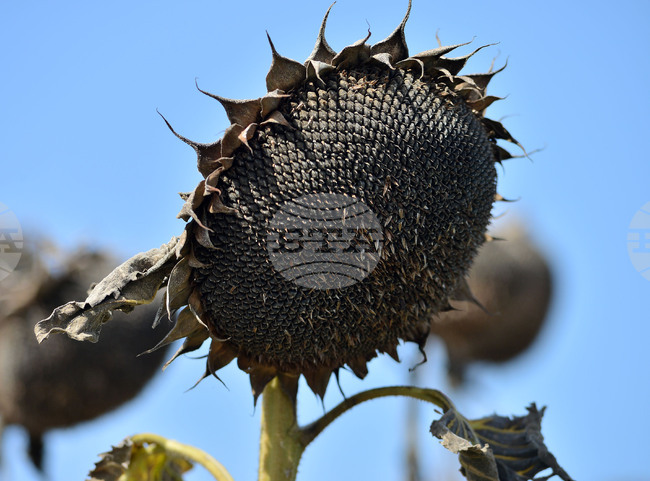 Хърватски окръг е понесъл щети за 39 милиона евро заради сушата