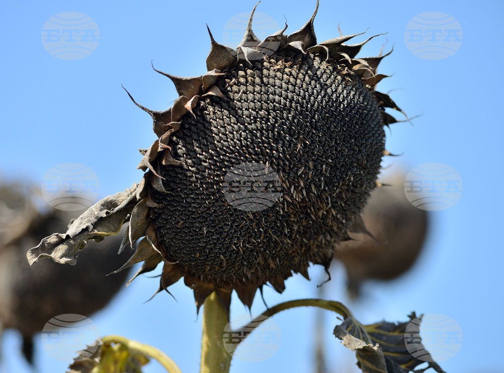 Разград - маслодаен слънчоглед - прибиране