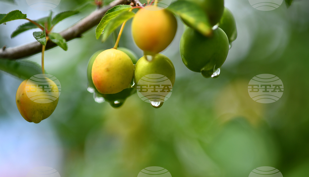 Село Свещари - дъждовно време