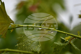 Село Свещари - дъждовно време