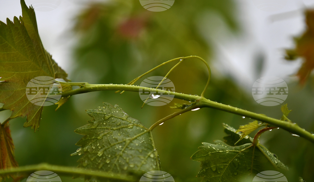 Село Свещари - дъждовно време