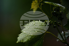 Село Свещари - дъждовно време