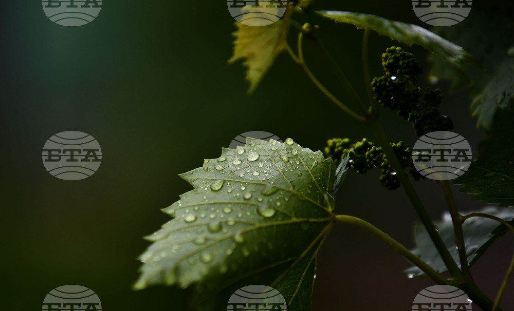 Село Свещари - дъждовно време