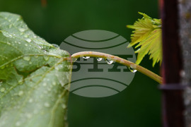 Село Свещари - дъждовно време