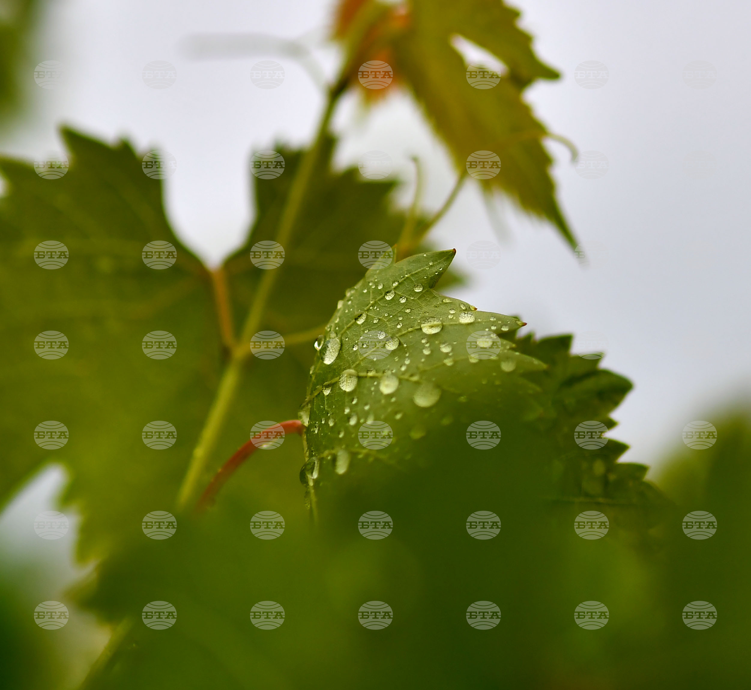 Село Свещари - дъждовно време