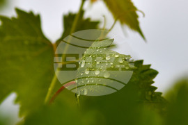Село Свещари - дъждовно време